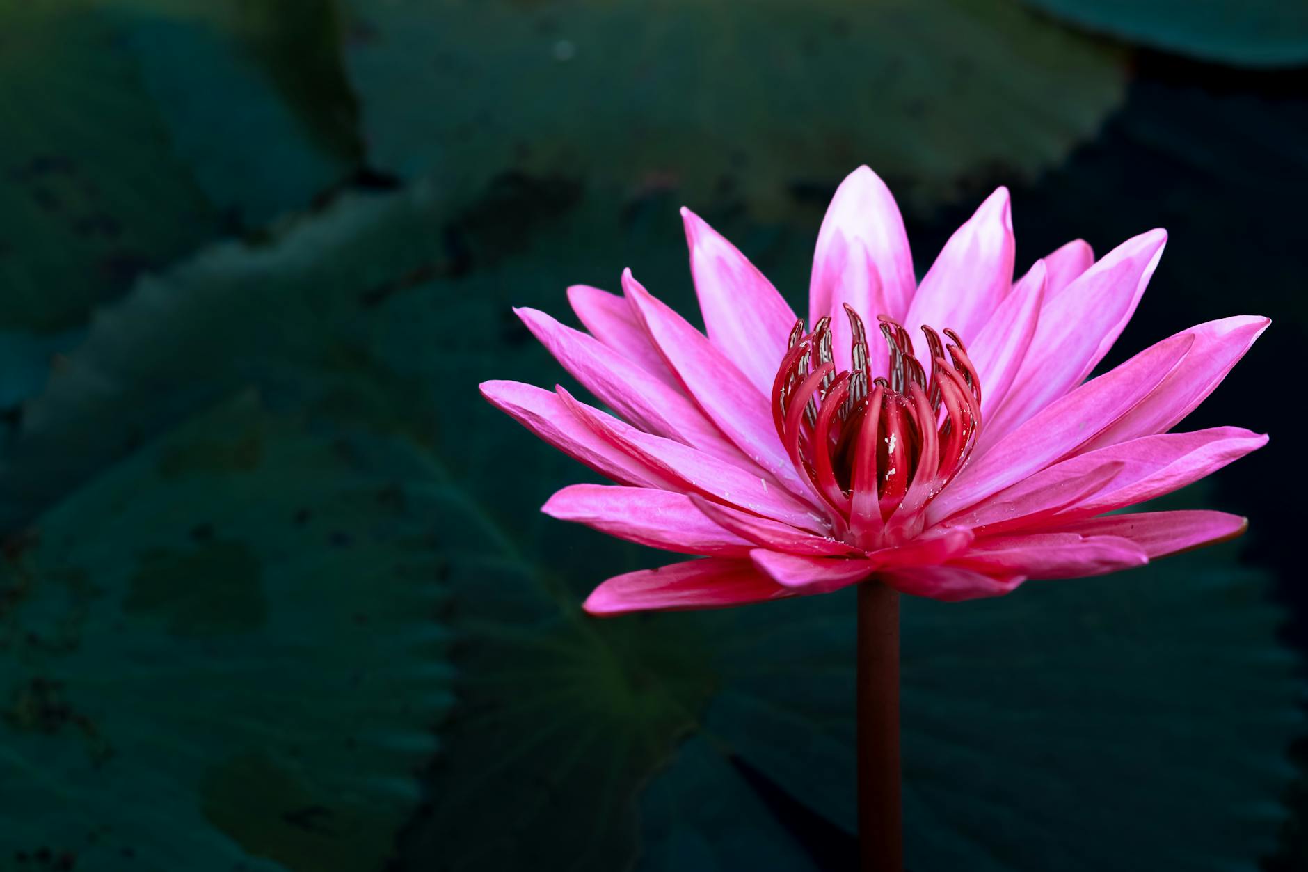 A lotus flower blooming in still water — the perfect symbol of angel number 252's message of trust and beauty emerging through change