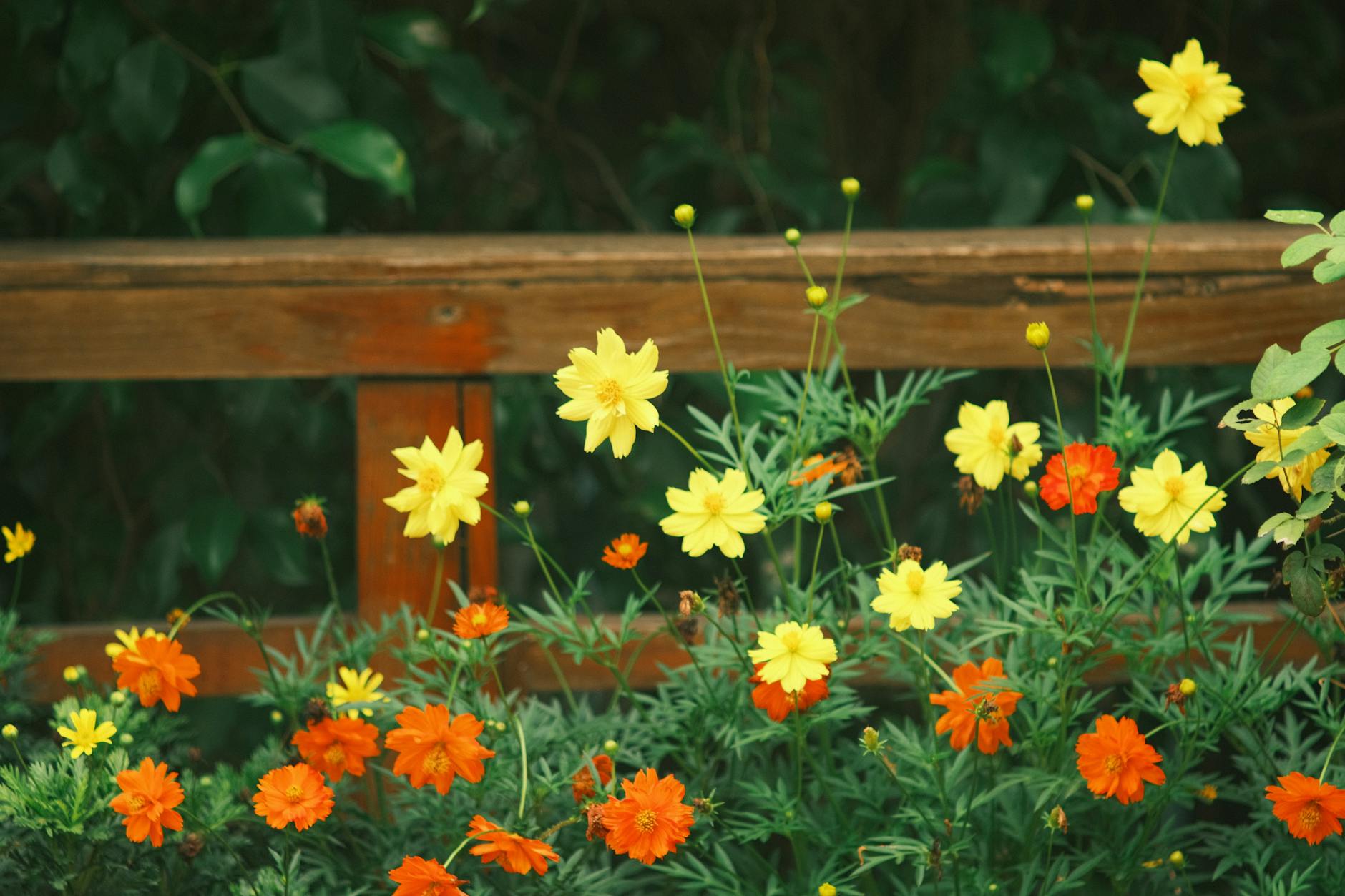 Beautiful garden in full bloom — the flourishing result of the joyful, purposeful building energy at the heart of angel number 4343