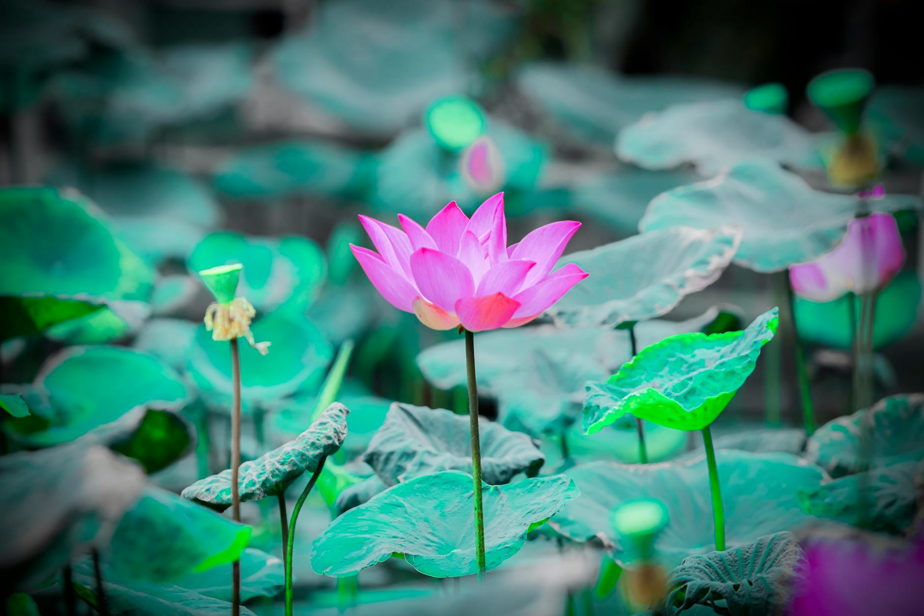A lotus flower emerging from still water — the perfect symbol of angel number 955's promise that something beautiful grows from conscious completion and release